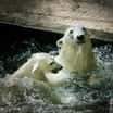 Týden ledních medvědů v Zoo Brno