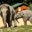 Mezinárodní den slonů v Zoo Ostrava