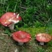 Přírodovědná vycházka za houbami Staňkovského lesa a Purkrabských bažin