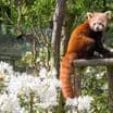 Rododendron park v Zoo Ostrava