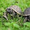 Vzácná mláďata želv pralesních