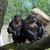 Pololetní prázdniny a rozloučení se šimpanzi