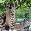 Mláďata zebry Hartmannové v ZOO Ústí nad Labem