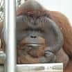 Zoo Ústí nad Labem - Den orangutanů